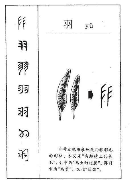 羽字邊的字|羽字旁 (羽部),偏旁部首为羽的字